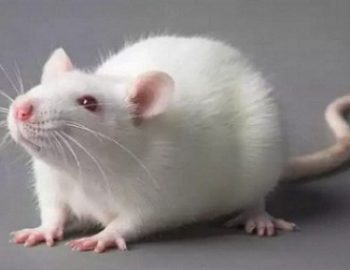 tikus-putih1-350x270
